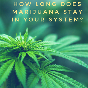 How long does cannabis stay in your urine?