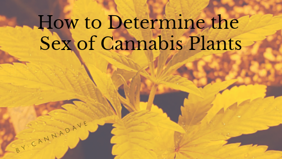 How to Determine the Sex of Cannabis Plants