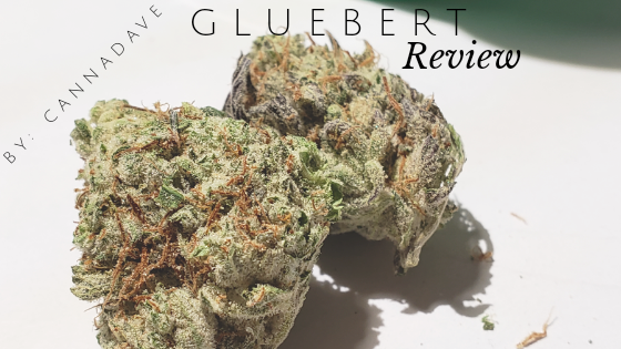 Gluebert Strain Review