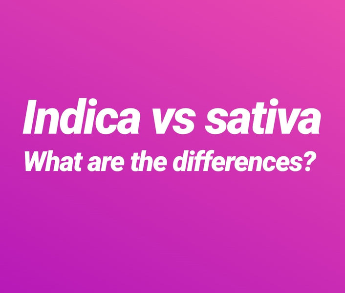 Indica, Sativa, and Hybrid the difference